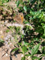 -Eupatorium cannabinum L. Koyun Pıtrağı