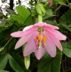 Passiflora Mollisima (Banana Passion)