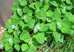 Sirken Otu (Chenopodium Album)