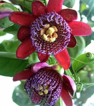 Passiflora quadrangularis (Dev Granadilla)