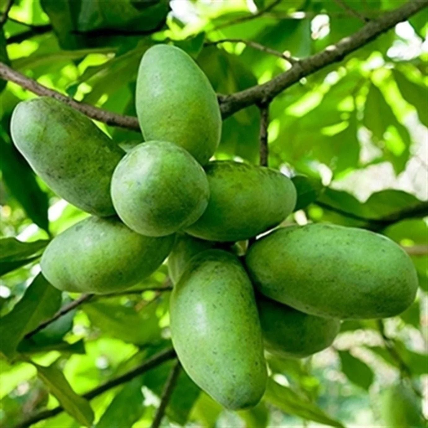 Pawpaw-Asimina Triloba Fidanı boy 40-60 cm