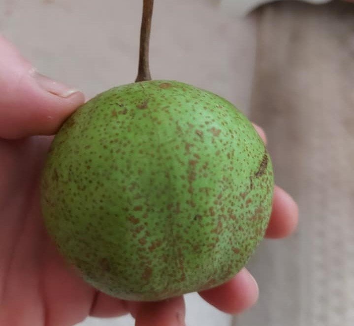 Şadiye Hala Kışlık Armut Fidanı 120-150 cm