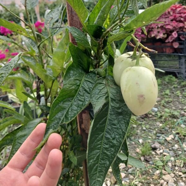 Pepino Fidanı-15-20 cm