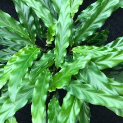 Kalatya-Calathea Rufibarba Wavestar-İthal 30-40 Cm