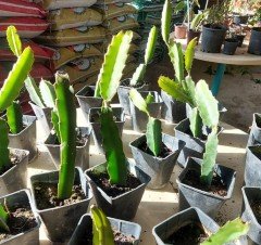 Pitaya (Kaktüs Meyvesi 30-40 cm)