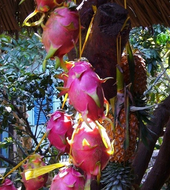 Pitaya (Kaktüs Meyvesi 30-40 cm)