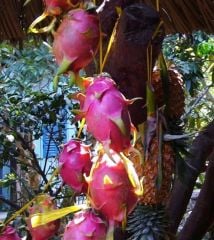 Pitaya (Kaktüs Meyvesi 30-40 cm)