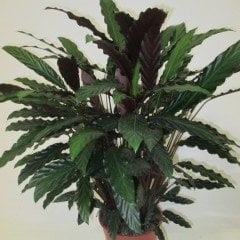 Kalatya-Calathea Rufibarba Wavestar-İthal 30-40 Cm