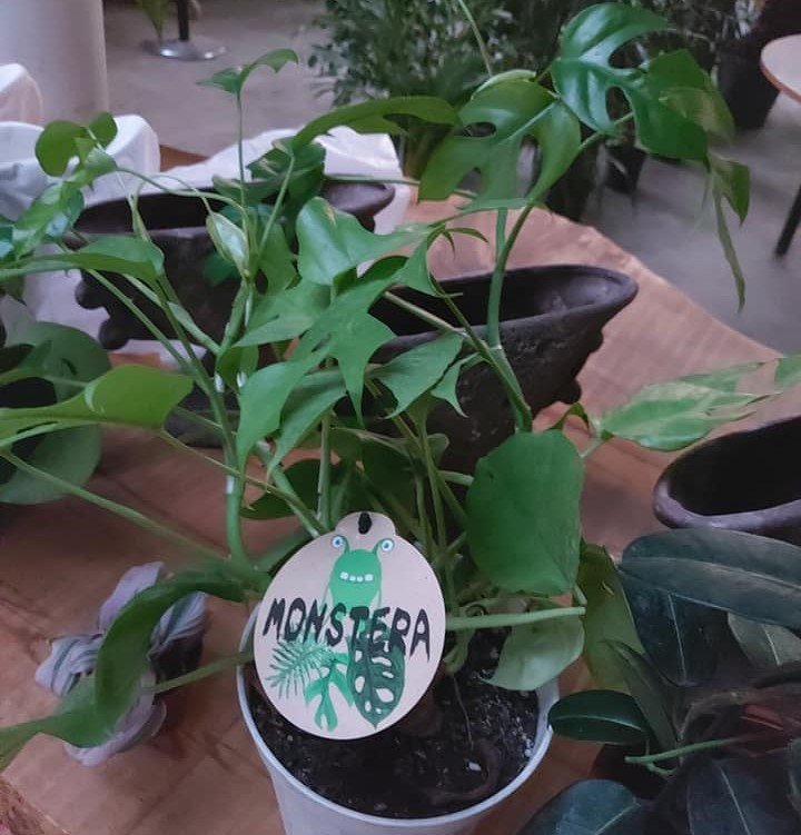 Monstera Sarmaşık-İthal Ürün 70 cm