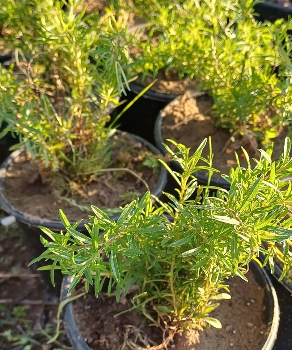 Doğal Dağ Kekiği-Orman Kekiği Fidanı