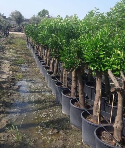 Portakal Fidanı 20 Yaş-Gövde Çapı 40-50 cm