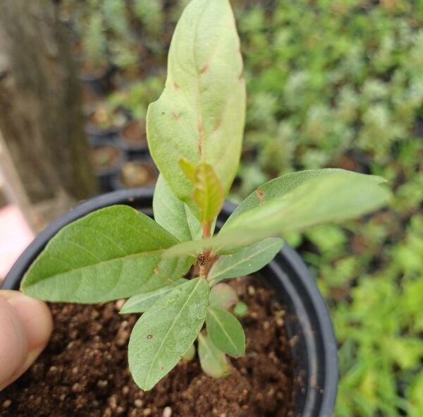 Guava ( Sarı Meyveli ) Boy 20 cm
