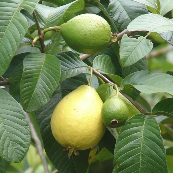 Guava ( Sarı Meyveli ) Boy 120 cm-4 Yaş