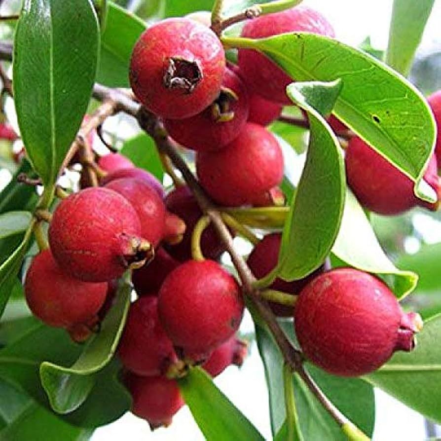 Guava ( Kırmızı Çilek Guavası ) 0-20 cm- 1 Yaş