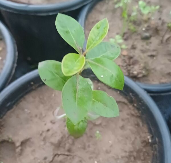 Guava ( Kırmızı Çilek Guavası ) 0-20 cm- 1 Yaş
