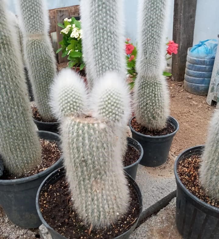 Cleistocactus Strausii (Gümüş Meşale Kaktüs) 40 cm