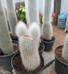 Cleistocactus Strausii (Gümüş Meşale Kaktüs) 40 cm