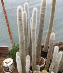 Cleistocactus Strausii (Gümüş Meşale Kaktüs) 40 cm