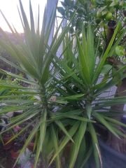 Yucca  Glorisia Yukka 3,lü