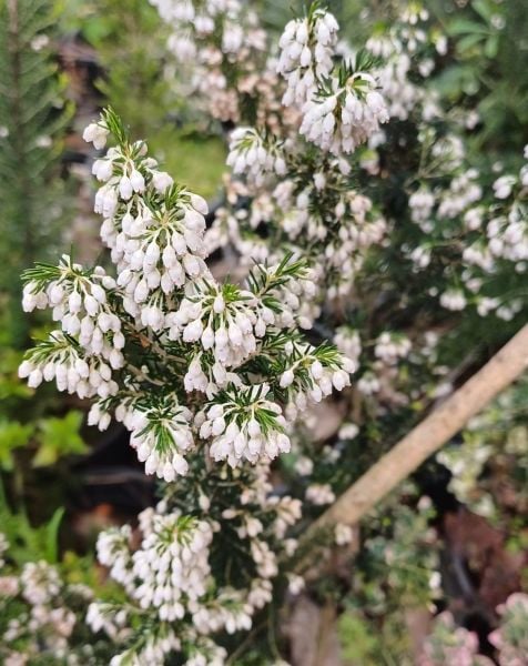 Ilgın (Tamarix) Fidanı-Boy 30-50 cm