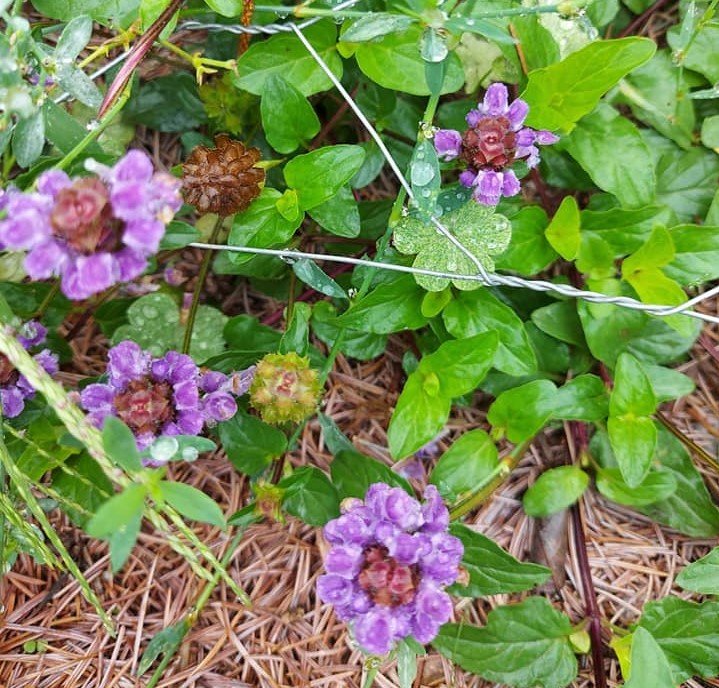 Prunella Vulgaris ( Yara Otu-Gelinciklemeotu )