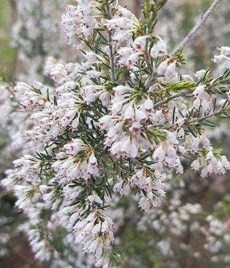 Ilgın (Tamarix) Fidanı-Boy 30-50 cm-Bol Dallı