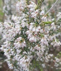 Ilgın (Tamarix) Fidanı-Boy 30-50 cm