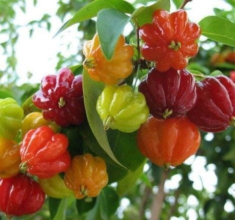 Surinam Cherry Fidanı 20 cm