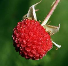 Rubus Parviflorus Thimbleberry Fidanı