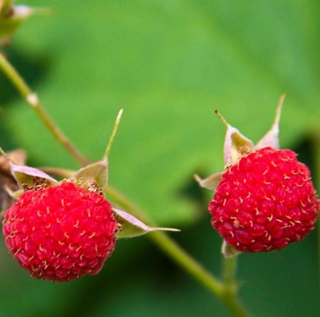 Rubus Parviflorus Thimbleberry Fidanı