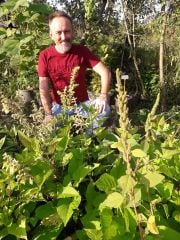 Salvia Glutinosa ( Oklu Şalba )