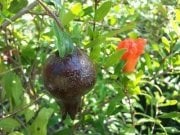 Siyah Nar Punica Granatum Eight Ball Fidanı 6 Yaş- Boy 200 cm