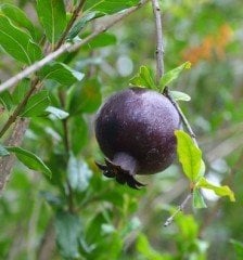 Siyah Nar Punica Granatum Eight Ball Fidanı 6 Yaş- Boy 200 cm