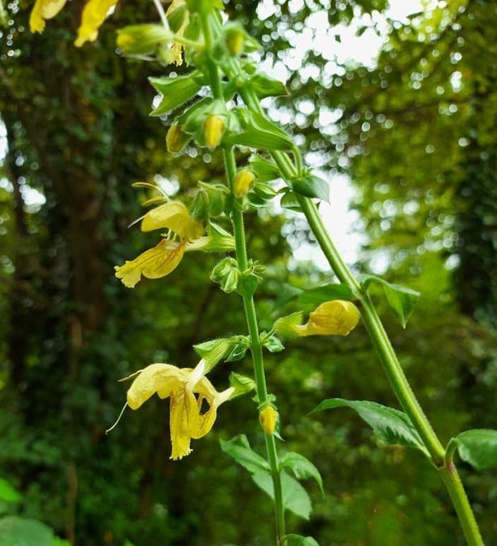 Salvia Glutinosa ( Oklu Şalba )