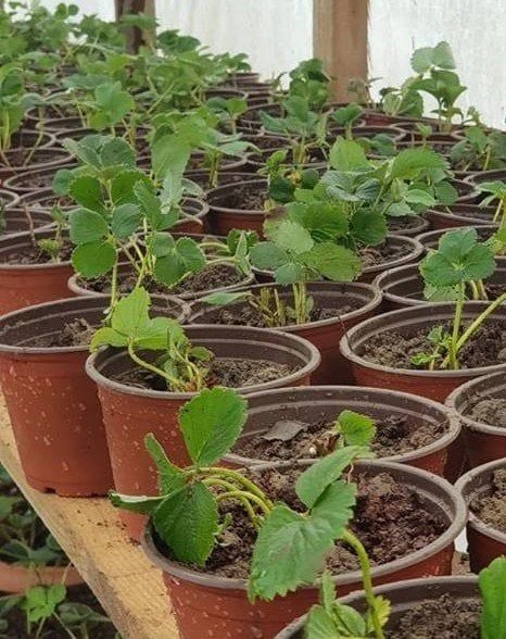 2 Adet Çilek (Yediveren Çilek Fidesi)