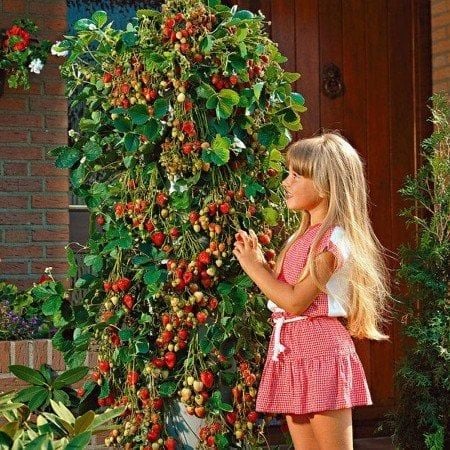 2 Adet Çilek (Yediveren Çilek Fidesi)