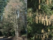 Corylus Colurna Türk Fındığı Fidanı 120-150 cm