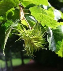 Corylus Colurna Türk Fındığı Fidanı 120-150 cm