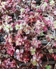 Pembe Yıldız Sedum Fidesi Stoloniferum