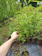 Salkım Söğüt Fidanı 100-160 cm