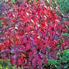 October Autumn Cornus Alba Sibirica (Kırmızı Yapraklı Kızılcık)