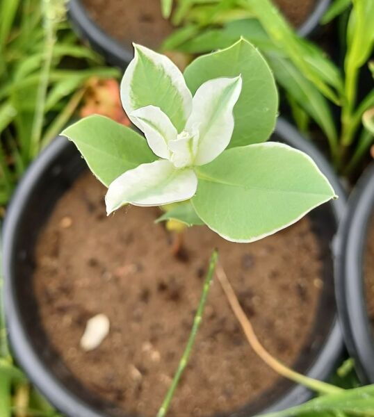 Euphorbia Marginata (Üçüz çiçeği, Alacalı Sütleğen