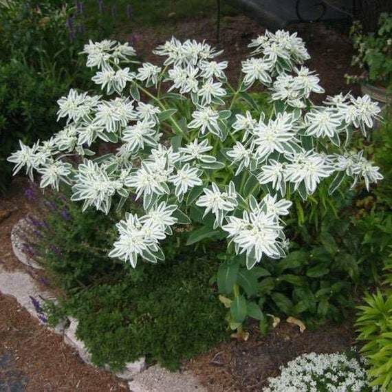 Euphorbia Marginata (Üçüz çiçeği, Alacalı Sütleğen