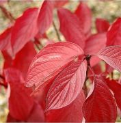October Autumn Cornus Alba Sibirica (Kırmızı Yapraklı Kızılcık)