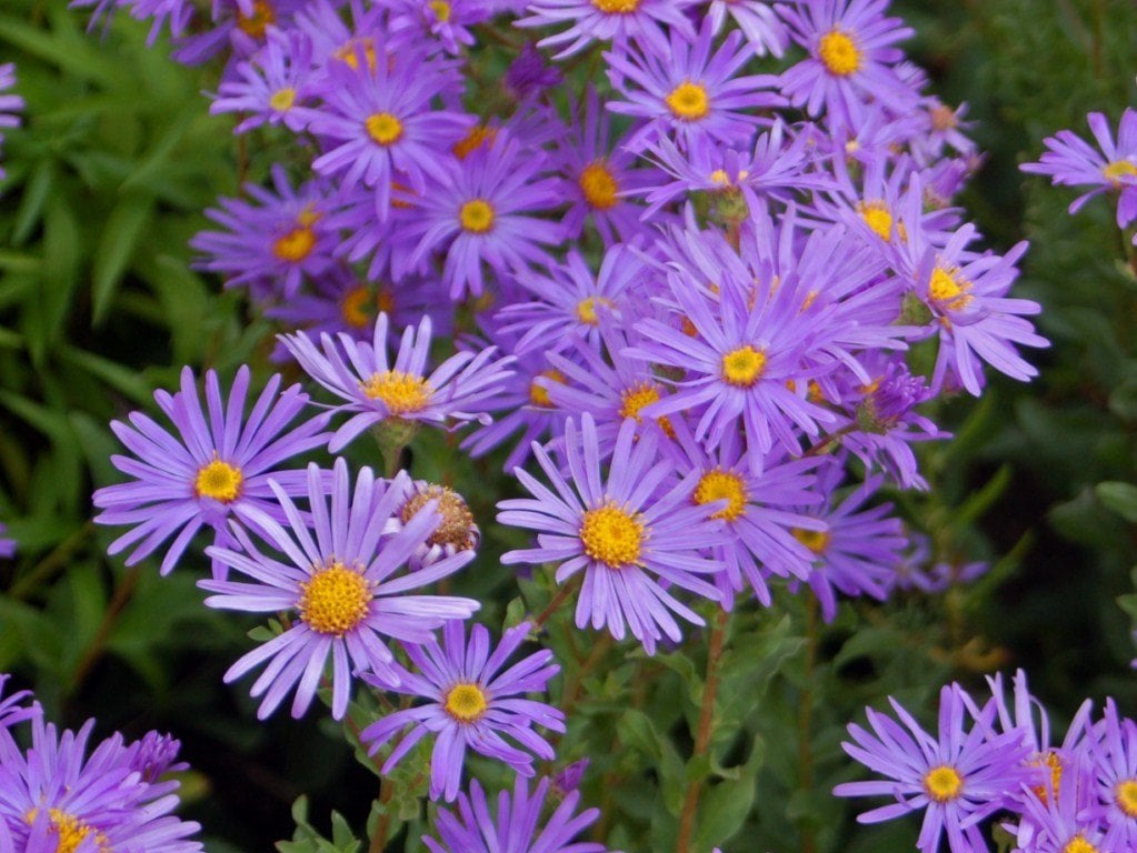 Aster Amellus ( Yıldızpatı )