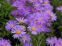 Aster Amellus ( Yıldızpatı )