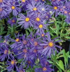 Aster Amellus ( Yıldızpatı )
