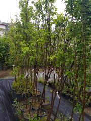 Trabzon Hurması 5-6 Yaş (Kakaolu Çeşit) 220-250 cm-Gövde Çapı 6-8 cm