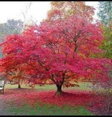 Akçaağaç ( Çin Akçaağacı) Gövde Çevresi 20-25 cm