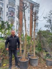 Akçaağaç ( Çin Akçaağacı) Gövde Çevresi 25-35 cm